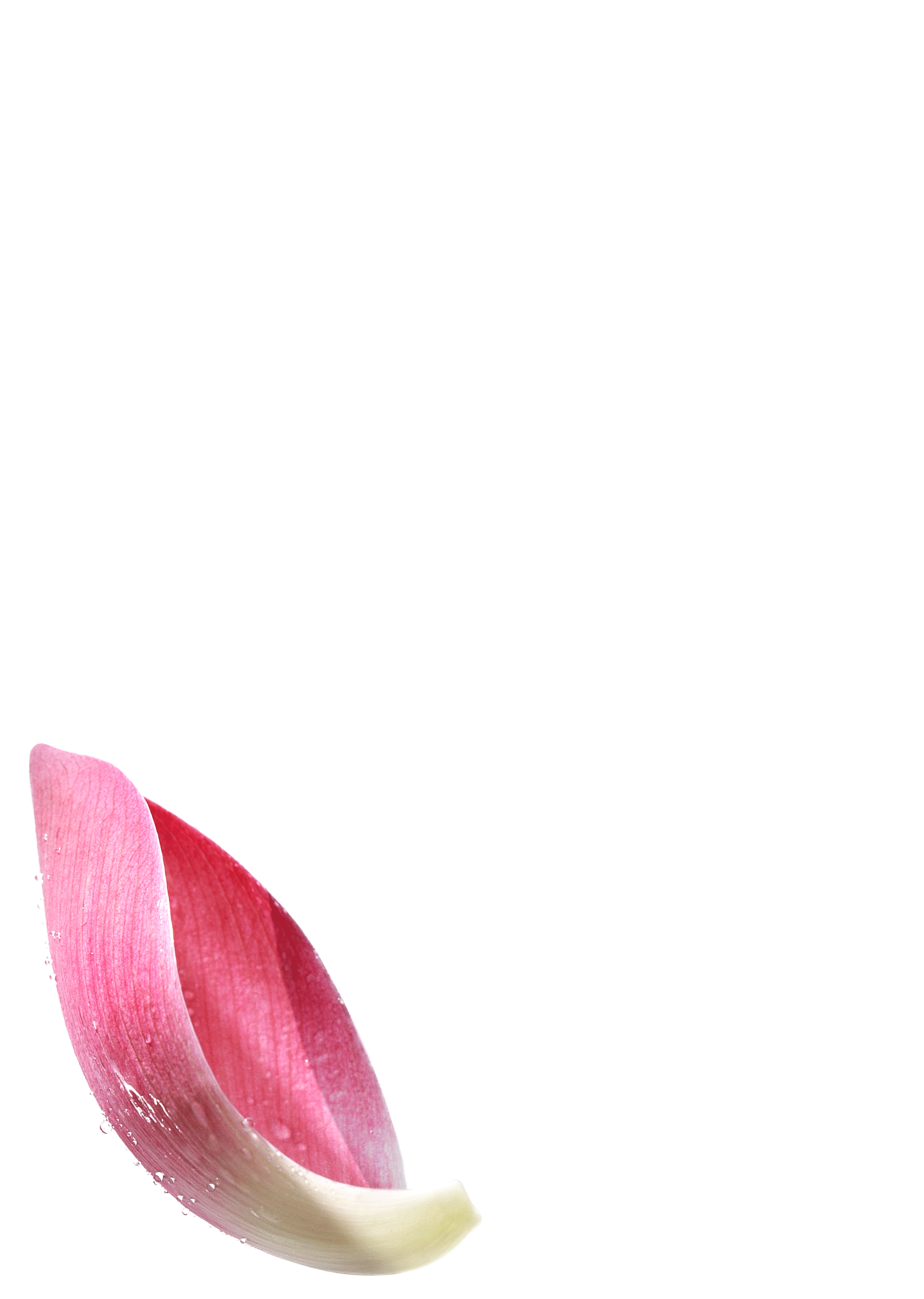 2-Canh-sen.png
