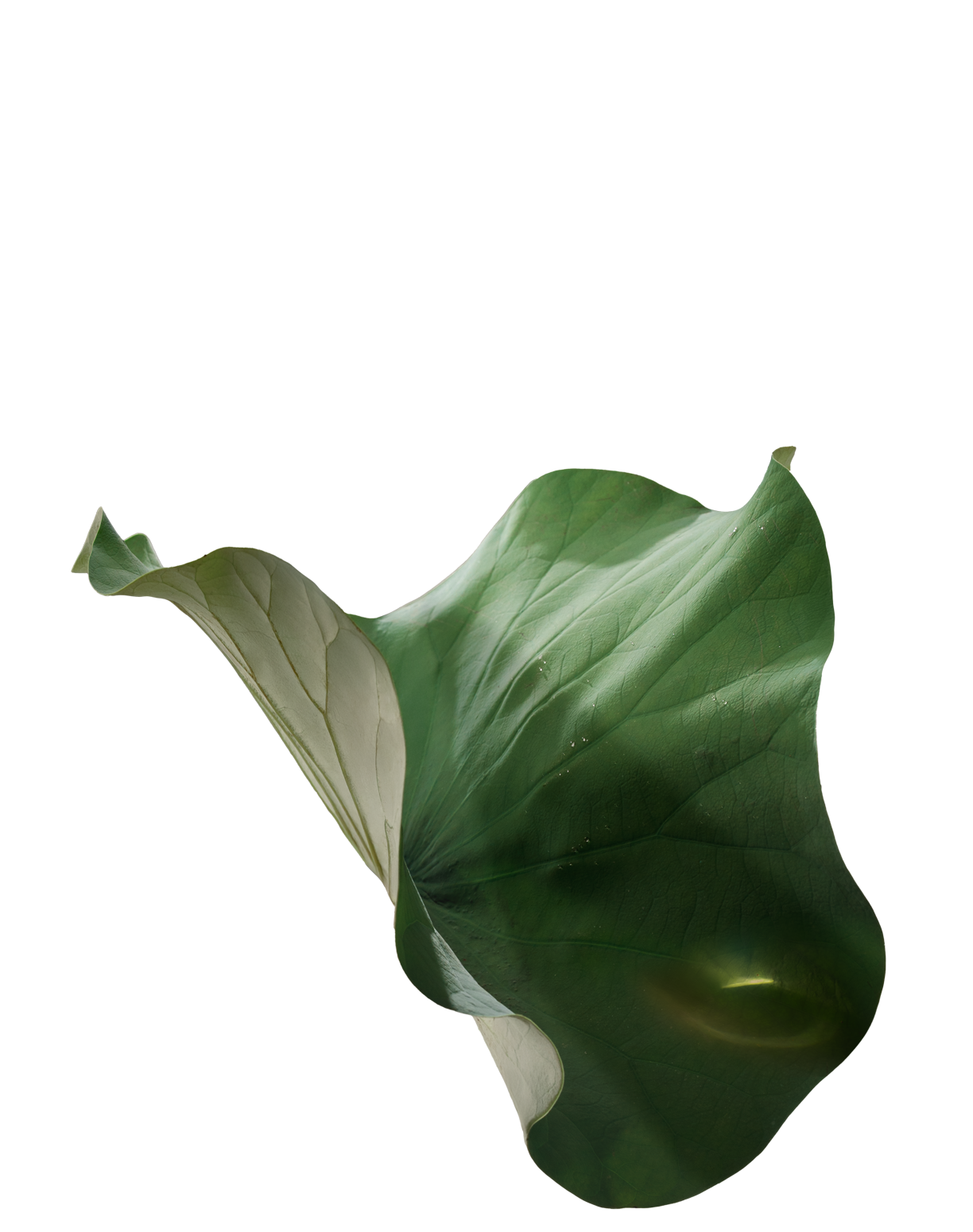 2 La-sen.png