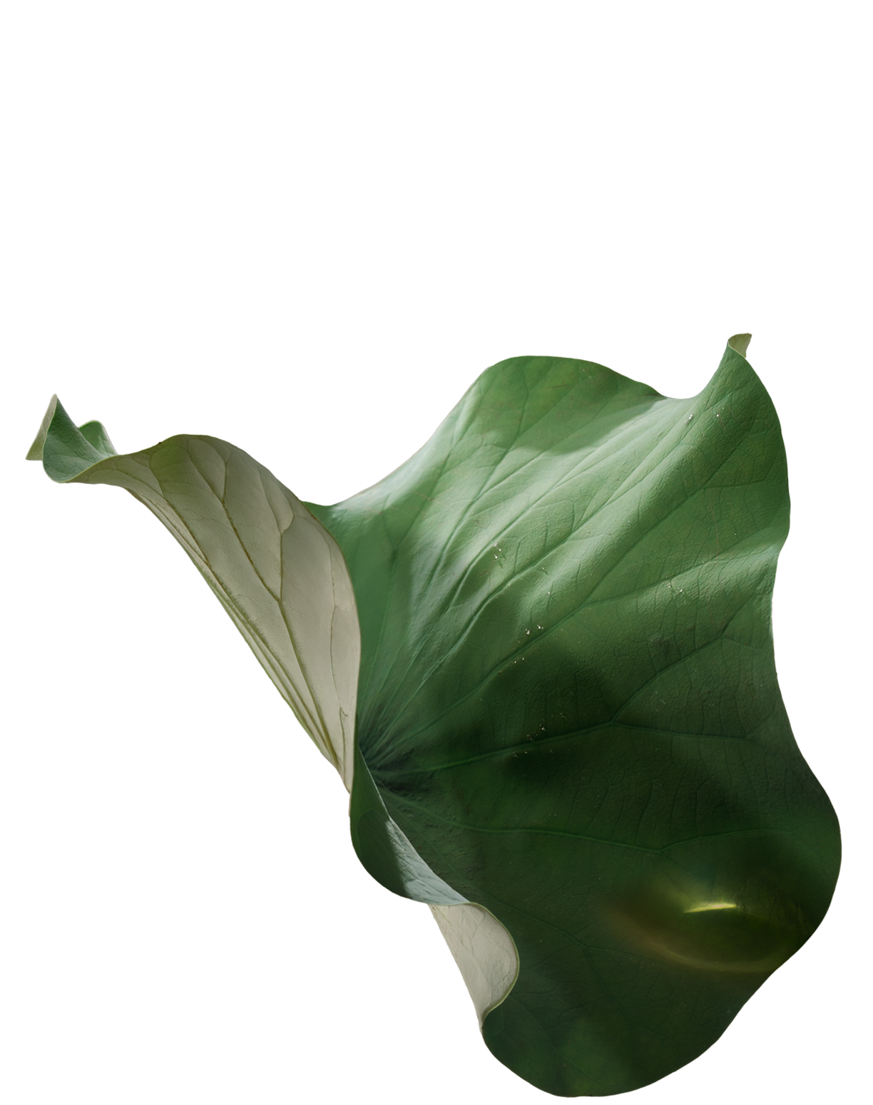 2 La-sen.png